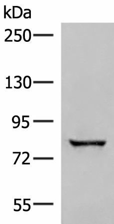 TTC12 Polyclonal Antibody (E-AB-52773)