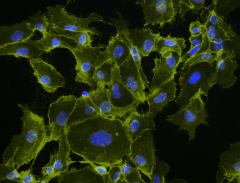 Alexa Fluor® 555 Goat anti-mouse IgG (minimal x-reactivity) Antibody (405324)
