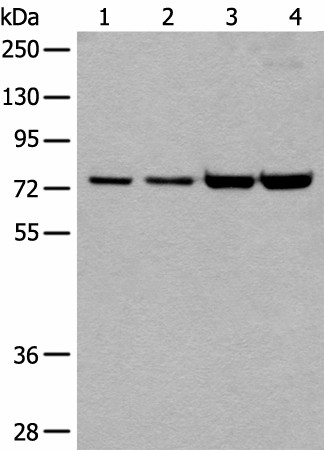 MTA2 Polyclonal Antibody (E-AB-19422)
