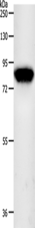 INA Polyclonal Antibody (E-AB-15999)
