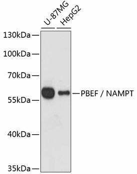 PBEF / NAMPT Polyclonal Antibody (E-AB-60047)