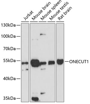ONECUT1 Polyclonal Antibody (E-AB-64324)