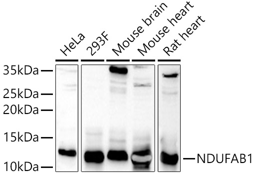 NDUFAB1 Polyclonal Antibody (E-AB-92446)
