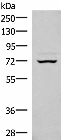EIF2AK1 Polyclonal Antibody (E-AB-18852)
