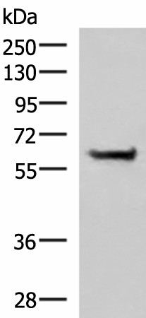 PPP2R1A Polyclonal Antibody (E-AB-52989)