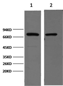 HSP70 Monoclonal Antibody (E-AB-22005)