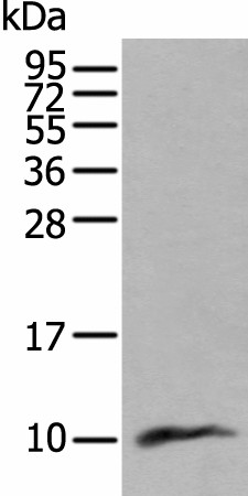 CCL18 Polyclonal Antibody (E-AB-19525)