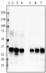 Purified anti-Apo E, 154-162 Antibody