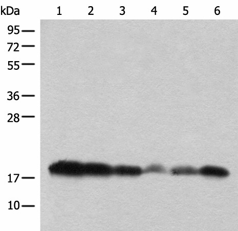BUD31 Polyclonal Antibody (E-AB-52485)
