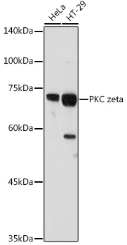 PKC zeta Polyclonal Antibody (E-AB-92669)