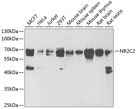 NR2C2 Polyclonal Antibody (E-AB-92722)