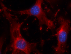 Purified anti-mouse/rat CD62E (E-selectin) Antibody (148801)