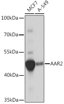 AAR2 Polyclonal Antibody (E-AB-92048)