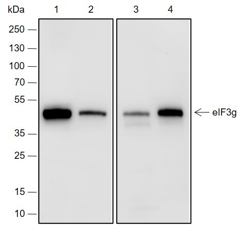 Recombinant eIF3G Monoclonal Antibody (AN301973L)