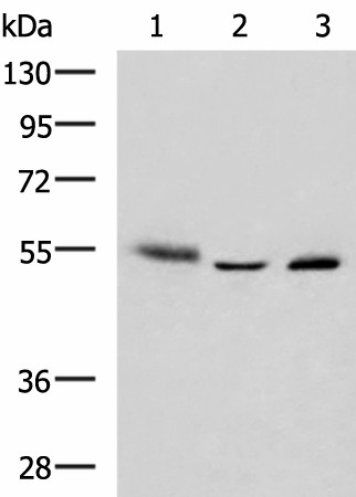 IKZF2 Polyclonal Antibody (E-AB-52982)