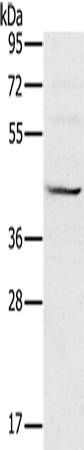 MVK Polyclonal Antibody (E-AB-11414)