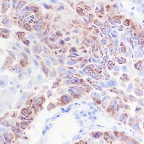 Recombinant iNOS Monoclonal Antibody (AN301568L)