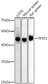 TPST2 Polyclonal Antibody (E-AB-91979)