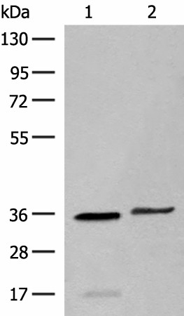LGALS4 Polyclonal Antibody (E-AB-19890)