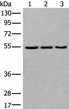 WDSUB1 Polyclonal Antibody (E-AB-53557)