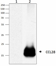 Biotin anti-mouse CCL28 (MEC) Antibody (524203)