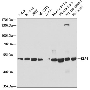 KLF4 Polyclonal Antibody (E-AB-62304)