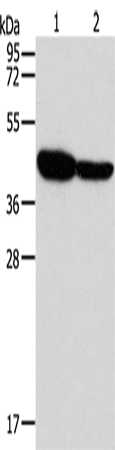 GLRA1 Polyclonal Antibody (E-AB-16153)