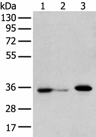 DHRSX Polyclonal Antibody (E-AB-52315)