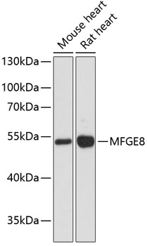 MFGE8 Polyclonal Antibody (E-AB-64138)