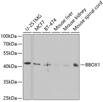 BBOX1 Polyclonal Antibody (E-AB-61127)