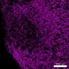 Alexa Fluor® 647 anti-mouse CD45 Antibody (103123)