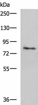 TGM3 Polyclonal Antibody (E-AB-52171)