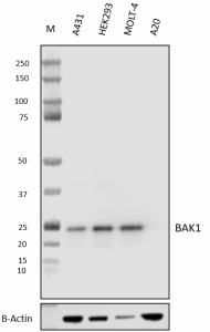 Purified anti-BAK1 Antibody (693151)