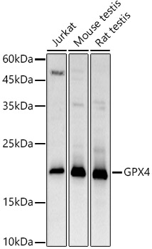 GPX4 Polyclonal Antibody (E-AB-67390)