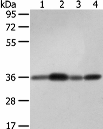 STX12 Polyclonal Antibody (E-AB-17045)