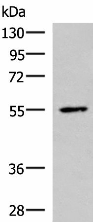 ISM1 Polyclonal Antibody (E-AB-52045)