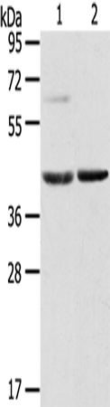 HIF1AN Polyclonal Antibody (E-AB-13556)