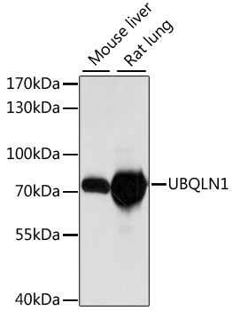 UBQLN1 Polyclonal Antibody (E-AB-65316)