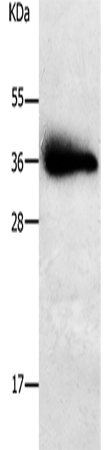 PLPP1 Polyclonal Antibody (E-AB-15817)