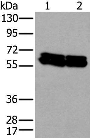 ZNF207 Polyclonal Antibody (E-AB-52374)