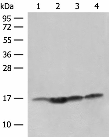 MAGOHB Polyclonal Antibody (E-AB-18776)