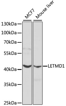 LETMD1 Polyclonal Antibody (E-AB-60638)