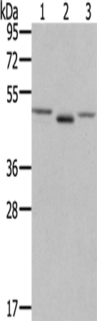 FGFRL1 Polyclonal Antibody (E-AB-11234)