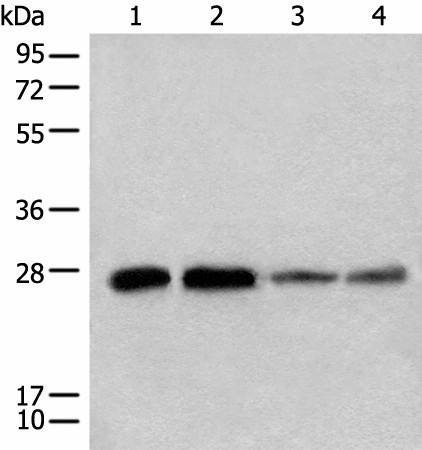 CHCHD3 Polyclonal Antibody (E-AB-52541)