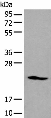 ARL1 Polyclonal Antibody (E-AB-53608)