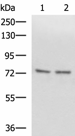 SCMH1 Polyclonal Antibody (E-AB-18741)