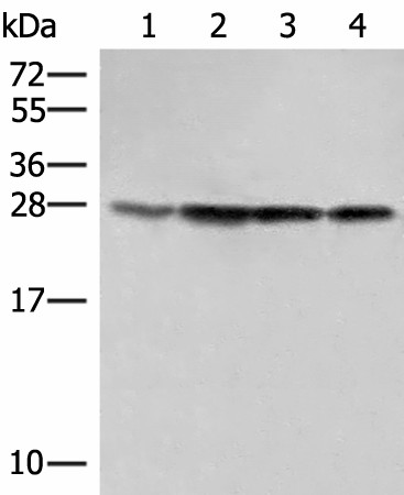 SEC22B Polyclonal Antibody (E-AB-52853)