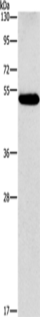CALCRL Polyclonal Antibody (E-AB-13173)