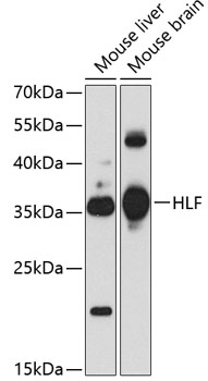 HLF Polyclonal Antibody (E-AB-65427)