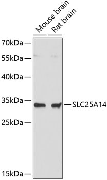 SLC25A14 Polyclonal Antibody (E-AB-64811)